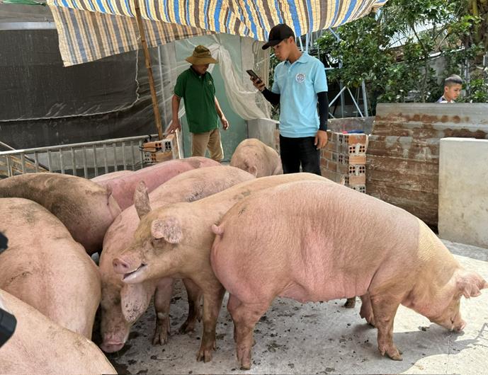 GiÁ Heo HƠi NgÀy 28-06, GiỮ GiÁ KhÔng ĐỔi_công Ty Á Châu_0972502979