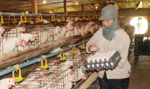 Giải Pháp Giảm Chi Phí Trong Chăn Nuôi_công Ty Á Châu_0972502979