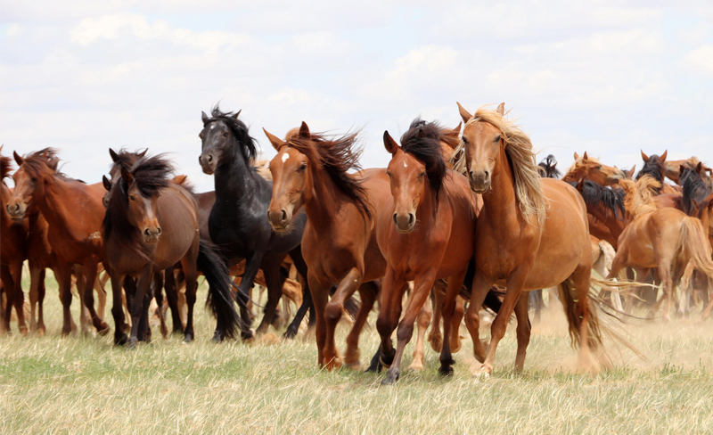 Phòng Ngừa Bệnh Tỵ Thư ở Ngựa_công Ty Á Châu_0972502979