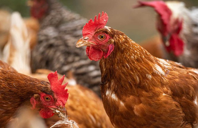 Thế Giới đối Mặt Nguy Cơ đại Dịch Mới Do Cúm Gia Cầm Bùng Phát_công Ty Á Châu_0972502979