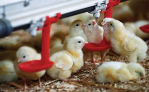 5 Lợi ích Của Quercetin Với Gia Cầm_công Ty Á Châu_0972502979