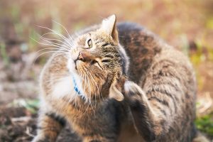 6 Phương Pháp Trị Rận Trên Mèo Hiệu Quả_công Ty Á Châu_0972502979