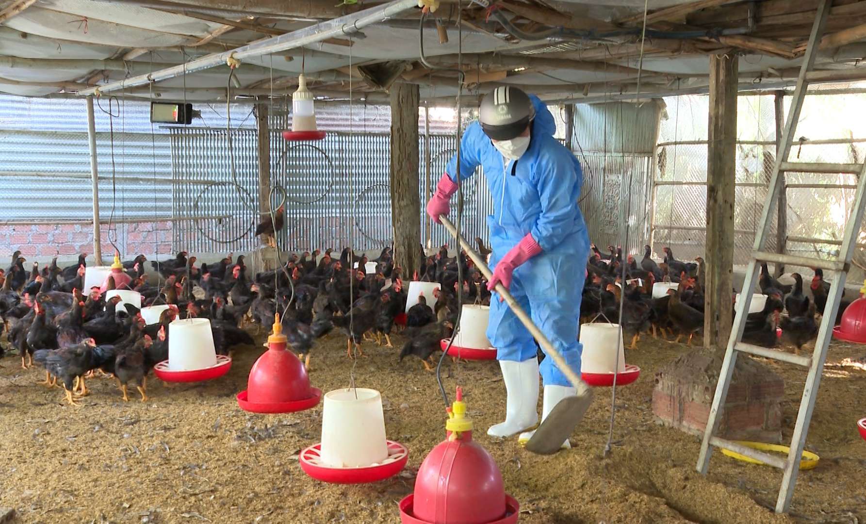 Chú Trọng Phòng, Chống Dịch Bệnh Cho Gia Súc, Gia Cầm Khi Mùa Mưa Tới_công Ty Á Châu_0972502979