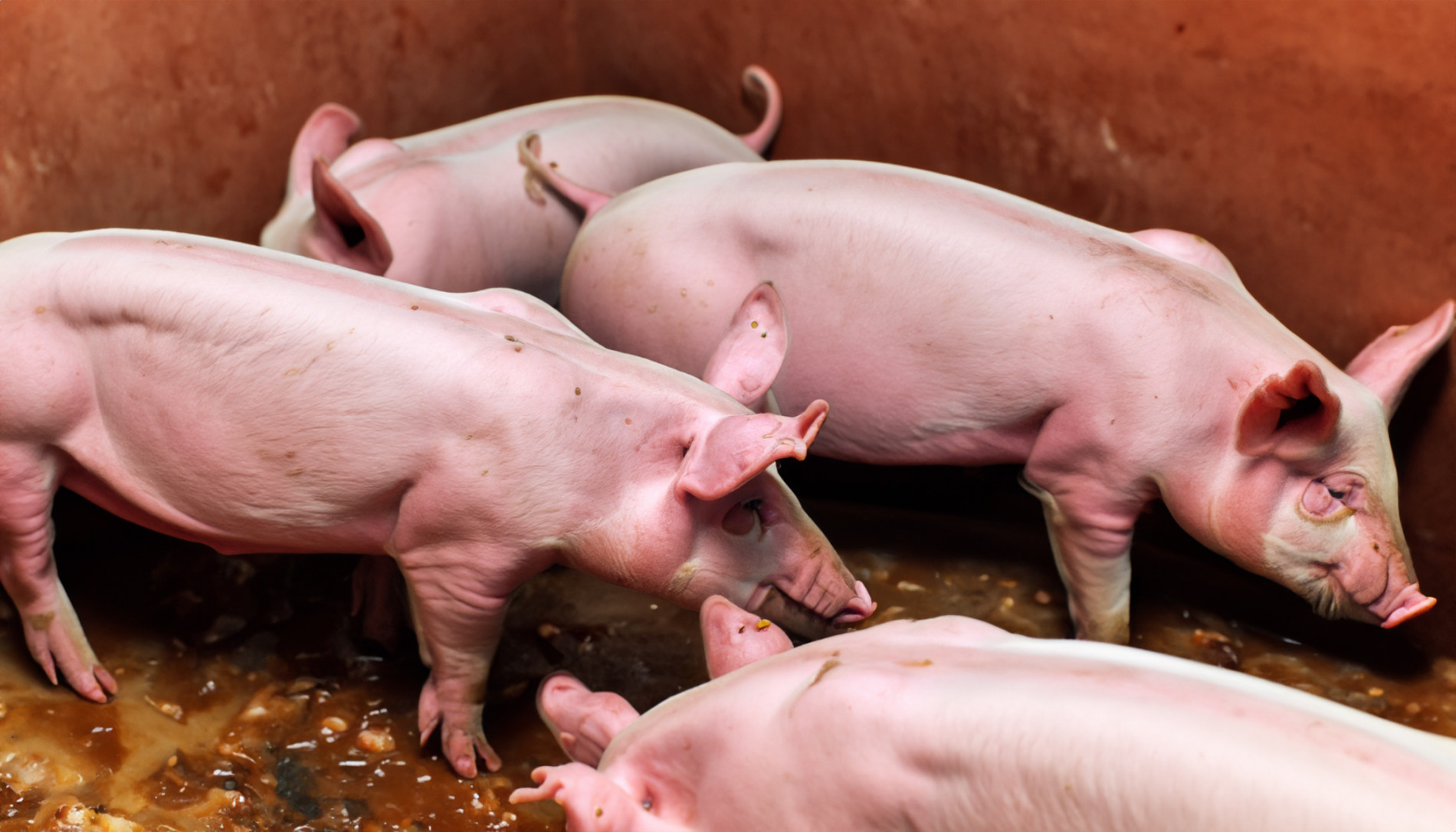 GiÁ Heo HƠi NgÀy 03-07, ThỊ TrƯỜng ChỮng GiÁ_công Ty Á Châu_0972502979