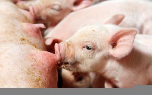 GiÁ Heo HƠi NgÀy 04-07, MiỀn BẮc TĂng TrỞ LẠi_công Ty Á Châu_0972502979