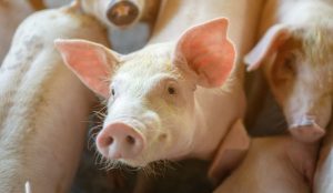 GiÁ Heo HƠi NgÀy 09-07, ThỊ TrƯỜng BiẾn ĐỘng_công Ty Á Châu_0972502979