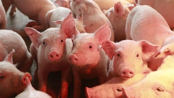 GiÁ Heo HƠi NgÀy 12-07, ThỊ TrƯỜng GiẢm NhẸ_công Ty Á Châu_0972502979