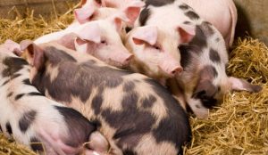 GiÁ Heo HƠi NgÀy 16-07, TiẾp ChiỀu Đi XuỐng_công Ty Á Châu_0972502979