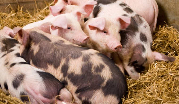 GiÁ Heo HƠi NgÀy 16-07, TiẾp ChiỀu Đi XuỐng_công Ty Á Châu_0972502979