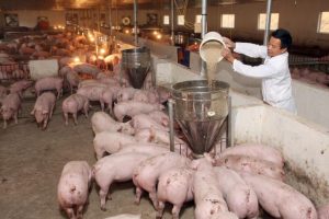 GiÁ Heo HƠi NgÀy 18-07, GiỮ GiÁ Đi Ngang_công Ty Á Châu_0972502979