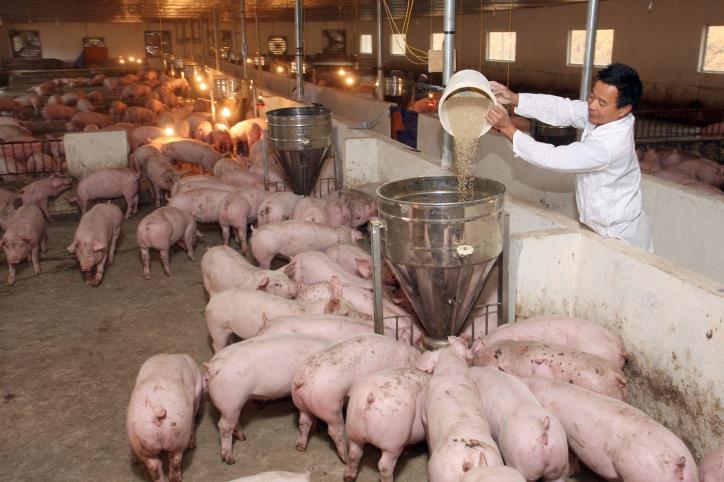 GiÁ Heo HƠi NgÀy 18-07, GiỮ GiÁ Đi Ngang_công Ty Á Châu_0972502979