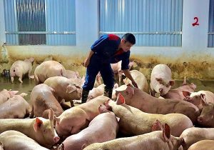 GiÁ Heo HƠi NgÀy 27-07, ThỊ TrƯỜng GiẢm NhẸ_công Ty Á Châu_0972502979