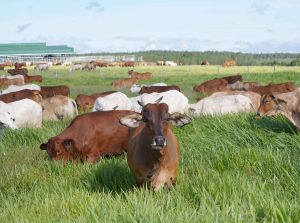 Mùa… Chăn Thả, Vỗ Béo đàn Gia Súc_công Ty Á Châu_0972502979