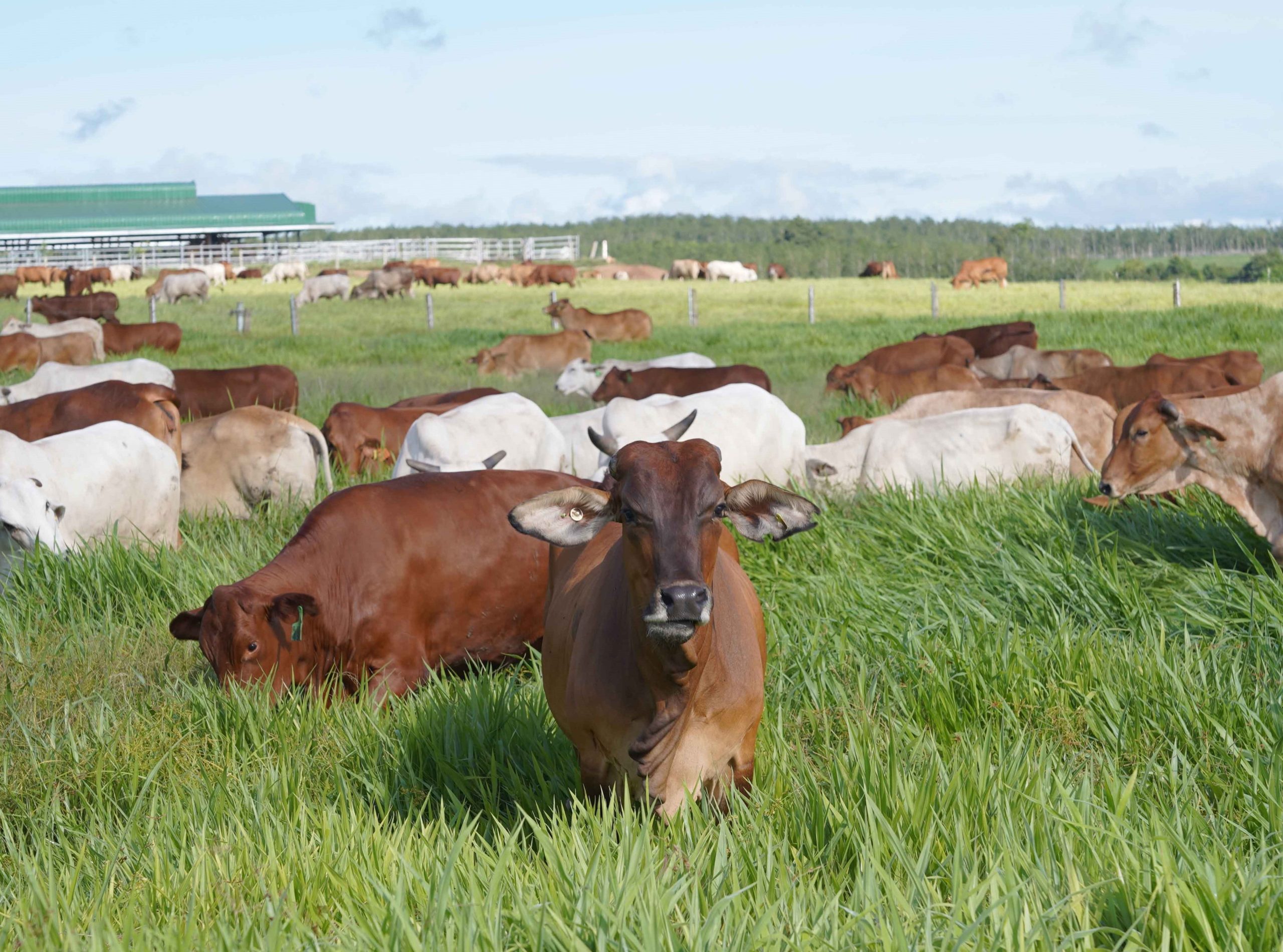 Mùa… Chăn Thả, Vỗ Béo đàn Gia Súc_công Ty Á Châu_0972502979