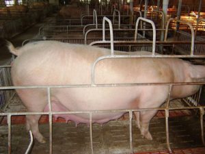 Nhận Biết Heo Nái Sắp đẻ Và Cách Chăm Sóc_công Ty Á Châu_0972502979