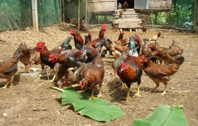 Nuôi Gà Bớt Mùi Hôi, Thêm Hiệu Quả Nhờ Sâu Canxi_công Ty Á Châu_0972502979