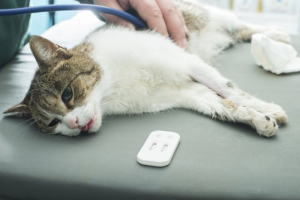 Suy Giảm Bạch Cầu ở Mèo_công Ty Á Châu_0972502979