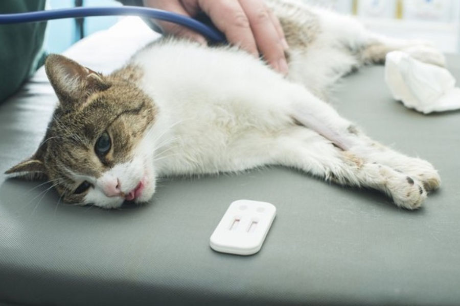 Suy Giảm Bạch Cầu ở Mèo_công Ty Á Châu_0972502979