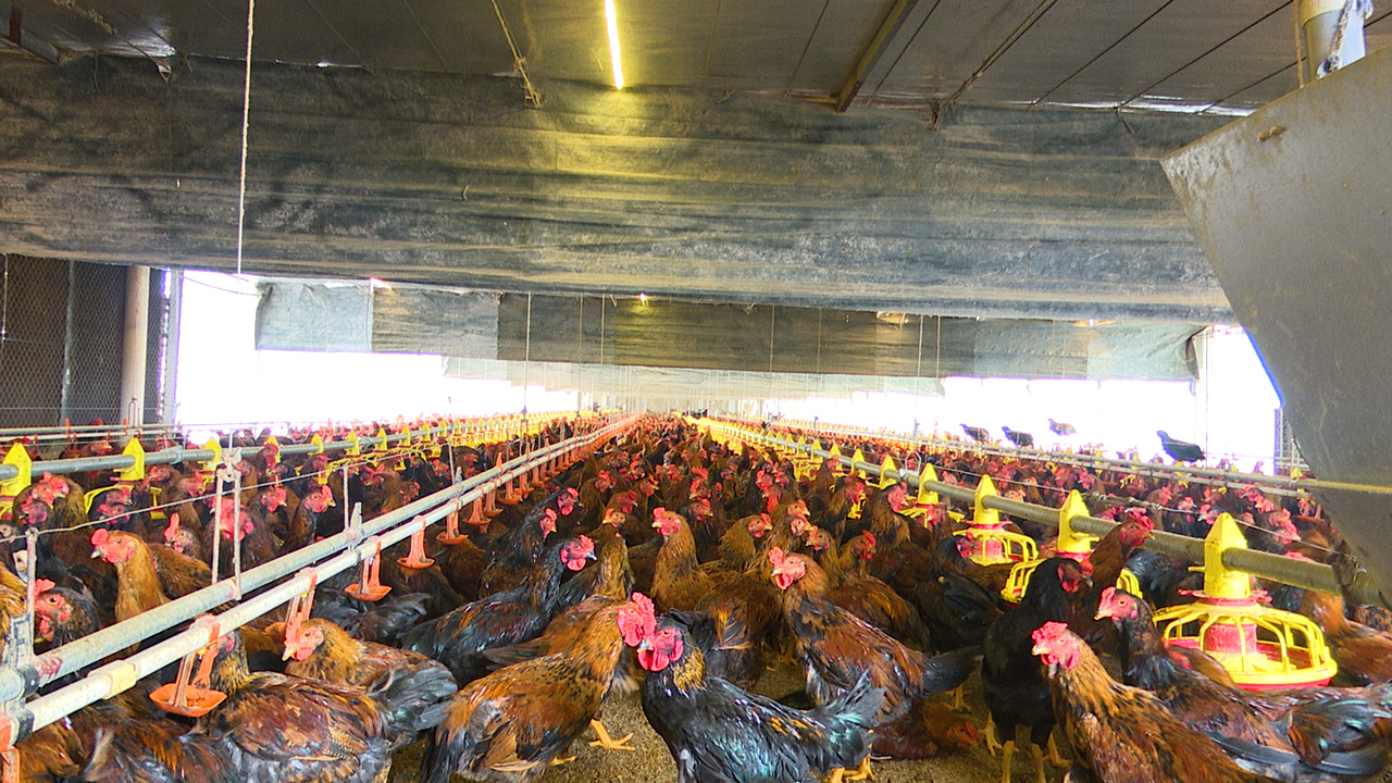 Tìm đủ Cách Giải Nhiệt Cho Vật Nuôi_công Ty Á Châu_0972502979