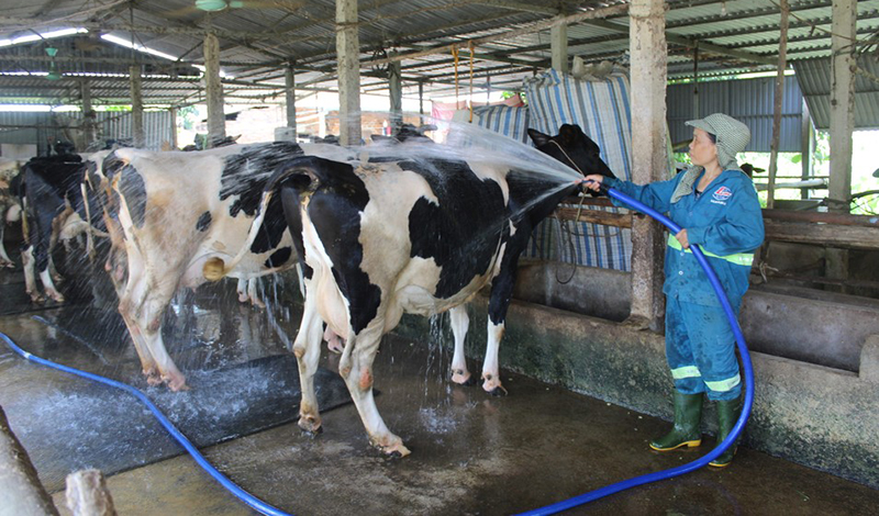 Chưa Tìm được Nguyên Nhân Khiến Bò Sữa Bị Chết Hàng Loạt Tại Lâm Đồng_công Ty Á Châu_0972502979