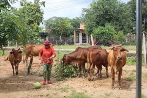 Đảm Bảo An Toàn Cho Vật Nuôi Mùa Mưa Bão_công Ty Á Châu_0972502979