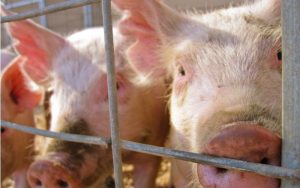 GiÁ Heo HƠi NgÀy 01-08, ĐiỀu ChỈnh NhẸ_công Ty Á Châu_0972502979