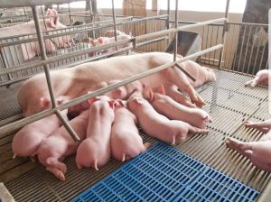 GiÁ Heo HƠi NgÀy 13-08, GiÁ KhÔng CÓ NhiỀu Thay ĐỔi_công Ty Á Châu_0972502979