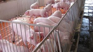 GiÁ Heo HƠi NgÀy 14-08, GiÁ Heo GiỮ MỨc Ổn ĐỊnh_công Ty Á Châu_0972502979