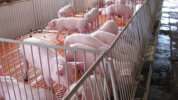 GiÁ Heo HƠi NgÀy 14-08, GiÁ Heo GiỮ MỨc Ổn ĐỊnh_công Ty Á Châu_0972502979