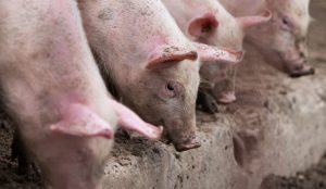 GiÁ Heo HƠi NgÀy 15-08, MiỀn Nam GiẢm NhẸ_công Ty Á Châu_0972502979