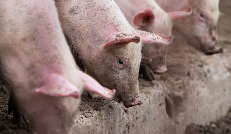 GiÁ Heo HƠi NgÀy 15-08, MiỀn Nam GiẢm NhẸ_công Ty Á Châu_0972502979