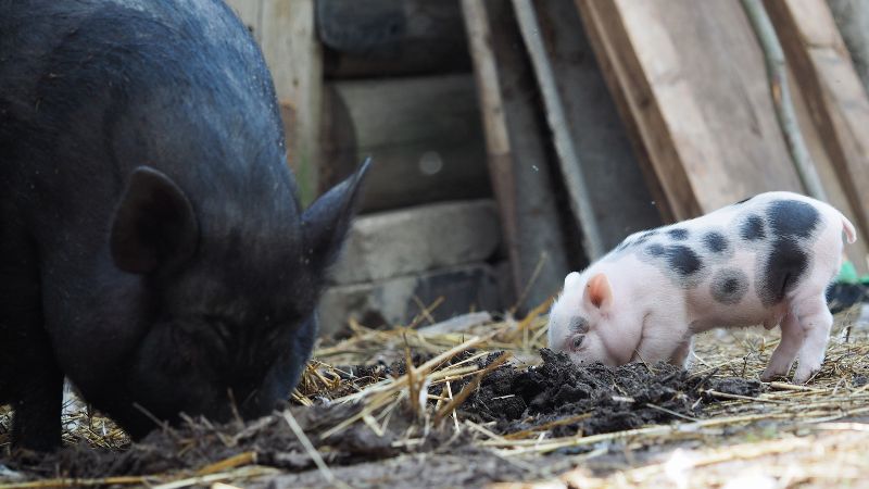 GiÁ Heo HƠi NgÀy 22-08, VÀi TỈnh TĂng NhẸ_công Ty Á Châu_0972502979