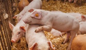 GiÁ Heo HƠi NgÀy 26-08, ĐẦu TuẦn TĂng NhẸ_công Ty Á Châu_0972502979