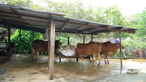 Gia Súc Không Còn Thả Rông, đưa Khỏi Gầm Sàn_công Ty Á Châu_0972502979