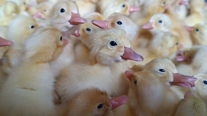 Một Số Lưu ý Khi Nuôi Dưỡng, Chăm Sóc Vịt Con_công Ty Á Châu_0972502979