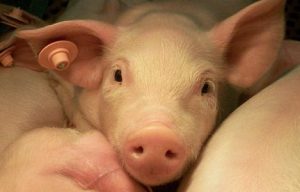 Vai Trò Của Biotin Và Các Vấn đề Khi Thiếu Hụt_công Ty Á Châu_0972502979