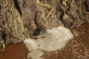 Xử Lý Hiệu Quả Nguồn Chất Thải Chăn Nuôi_chăn Nuôi Á Châu_0972502979