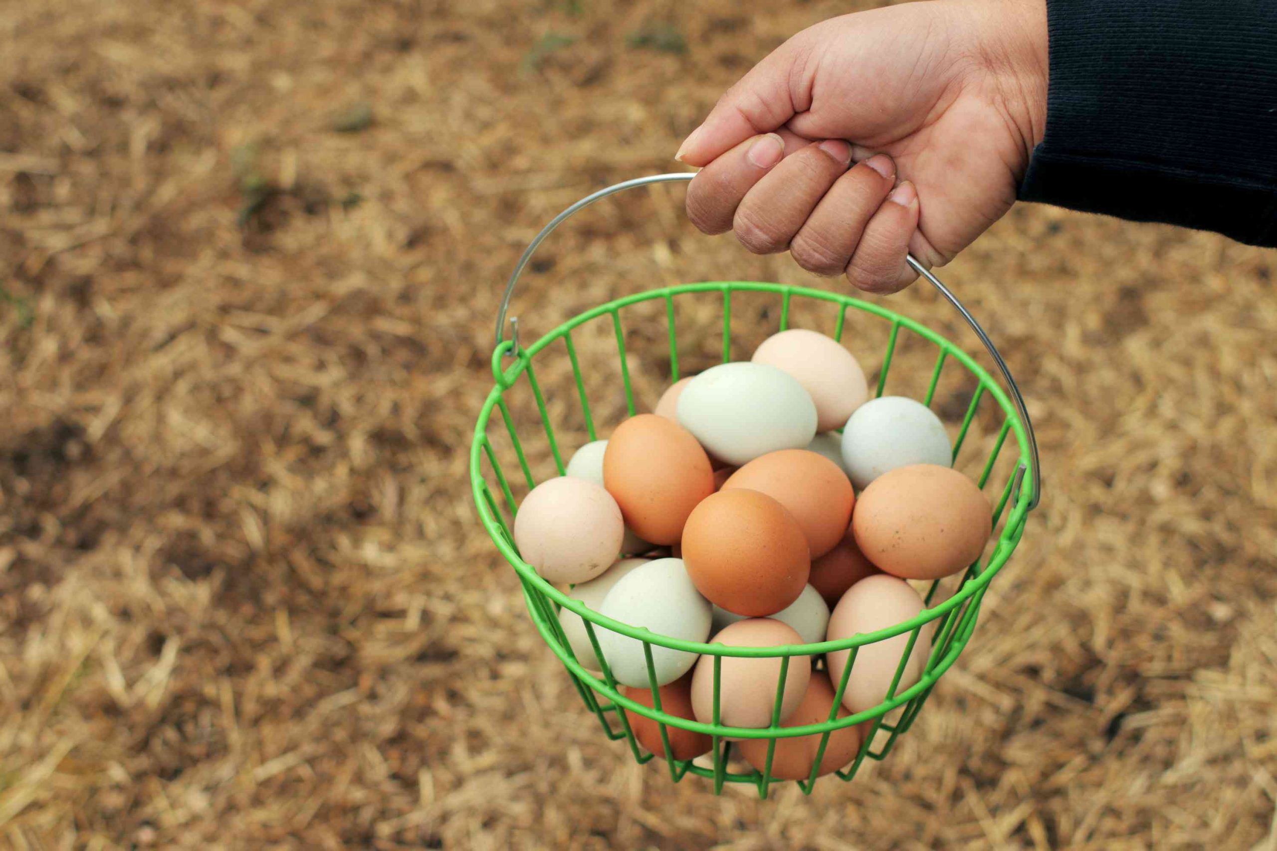 Xử Lý Hội Chứng Giảm đẻ Trên Gà_công Ty Á Châu_ 0972502979