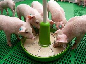 Bệnh Viêm Da Tiết Dịch ở Lợn_công Ty Á Châu_0972502979