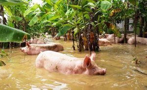 Chủ động Phòng, Chống Dịch Bệnh Cho đàn Vật Nuôi Sau Mưa, Lũ_công Ty Á Châu_0972502979