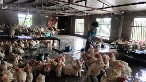 Chung Tay Hỗ Trợ Ngành Chăn Nuôi Vượt Khó Sau Bão Lũ_công Ty Á Châu_0972502979