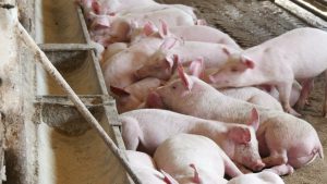 GiÁ Heo HƠi NgÀy 07-09, TĂng VÀi NƠi_công Ty Á Châu_0972502979