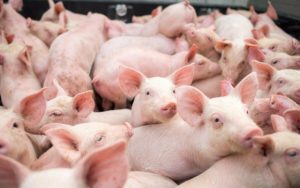 GiÁ Heo HƠi NgÀy 12-09, ThỊ TrƯỜng Đi Ngang_công Ty Á Châu_0972502979