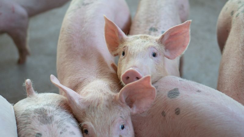 GiÁ Heo HƠi NgÀy 16-09, ĐẦu TuẦn TĂng NhẸ_công Ty Á Châu_0972502979