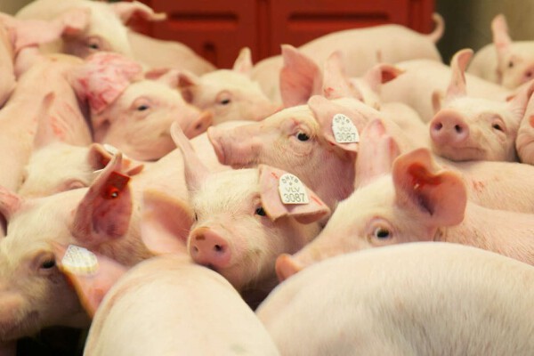 GiÁ Heo HƠi NgÀy 19-09, TiẾp TỤc TĂng_công Ty Á Châu_0972502979