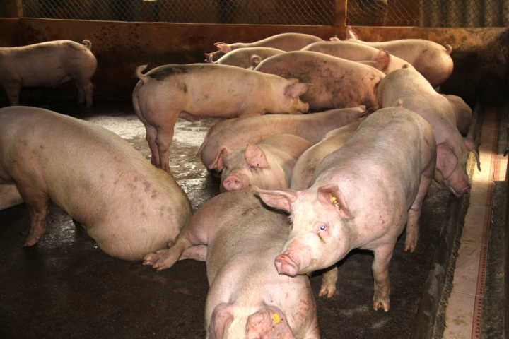 GiÁ Heo HƠi NgÀy 23-09, ĐẦu TuẦn TiẾp TỤc TĂng_công Ty Á Châu_0972502979