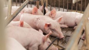 GiÁ Heo HƠi NgÀy 24-09, ThỊ TrƯỜng TĂng NhẸ_công Ty Á Châu_0972502979