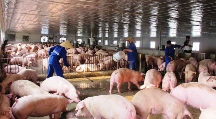 GiÁ Heo HƠi NgÀy 27-09, TĂng GiẢm TrÁi ChiỀu_công Ty Á Châu_0972502979