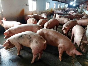 GiÁ Heo HƠi NgÀy 30-09, ToÀn QuỐc HẠ NhiỆt_công Ty Á Châu_0972502979