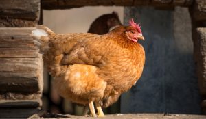 Giúp đồng Bào Nuôi Gà Bản địa Theo Hướng An Toàn Sinh Học_công Ty Á Châu_0972502979